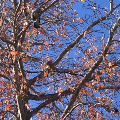 Callocephalon fimbriatum (Gang-gang Cockatoo) at Hughes, ACT - 26 May 2018 by KL