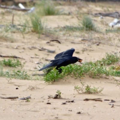 Corvus coronoides (Australian Raven) at Mogareeka, NSW - 16 May 2018 by RossMannell