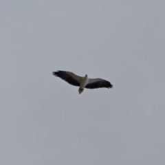 Haliaeetus leucogaster (White-bellied Sea-Eagle) at Mogareeka, NSW - 16 May 2018 by RossMannell