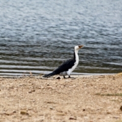 Microcarbo melanoleucos (Little Pied Cormorant) at Mogareeka, NSW - 16 May 2018 by RossMannell