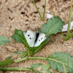 Pieris rapae (Cabbage White) at Mogareeka, NSW - 16 May 2018 by RossMannell