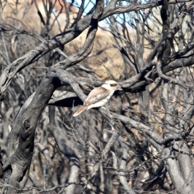 Dacelo novaeguineae (Laughing Kookaburra) at Tathra, NSW - 16 May 2018 by RossMannell