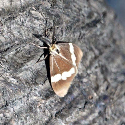 Nyctemera amicus (Senecio Moth, Magpie Moth, Cineraria Moth) at Tathra, NSW - 16 May 2018 by RossMannell