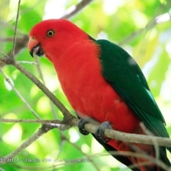 Alisterus scapularis (Australian King-Parrot) at Ulladulla, NSW - 3 Oct 2017 by CharlesDove