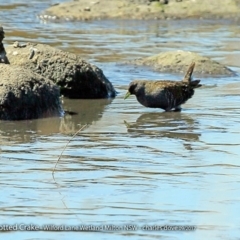 Porzana fluminea (Australian Spotted Crake) at Undefined - 5 Oct 2017 by Charles Dove