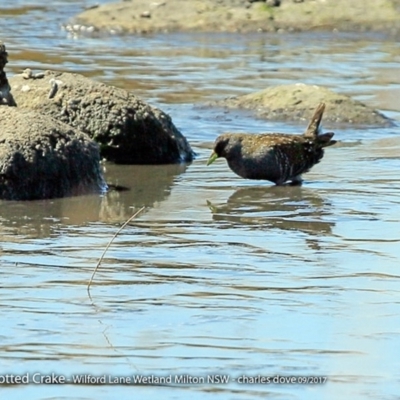 Porzana fluminea (Australian Spotted Crake) at Undefined - 6 Oct 2017 by CharlesDove