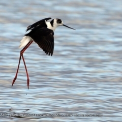 Himantopus leucocephalus (Pied Stilt) at Undefined - 6 Oct 2017 by CharlesDove