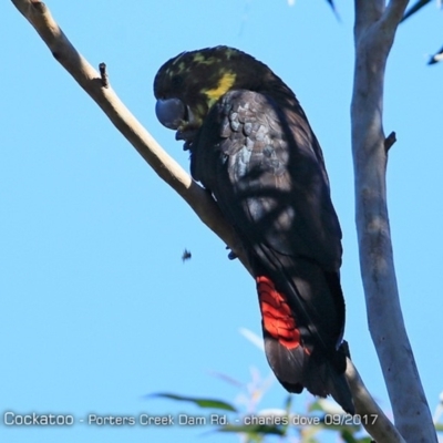 Calyptorhynchus lathami (Glossy Black-Cockatoo) at Morton National Park - 2 Oct 2017 by Charles Dove