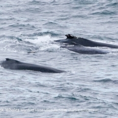 Megaptera novaeangliae (Humpback Whale) at Undefined - 5 Oct 2017 by Charles Dove