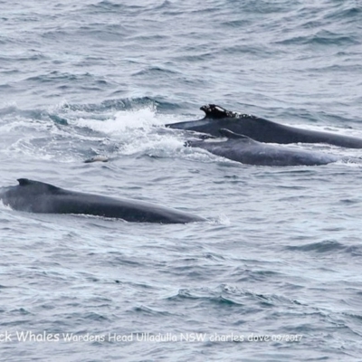 Megaptera novaeangliae (Humpback Whale) at Undefined - 6 Oct 2017 by CharlesDove