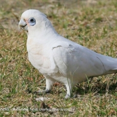 Cacatua sanguinea (Little Corella) at Undefined - 5 Oct 2017 by CharlesDove