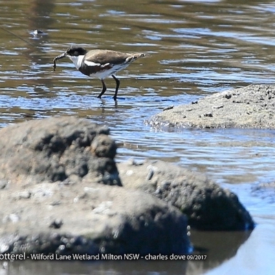 Erythrogonys cinctus (Red-kneed Dotterel) at Undefined - 5 Oct 2017 by CharlesDove
