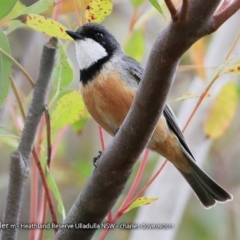 Pachycephala rufiventris (Rufous Whistler) at South Pacific Heathland Reserve - 3 Oct 2017 by Charles Dove