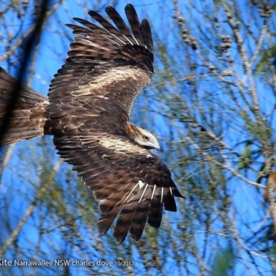 Lophoictinia isura (Square-tailed Kite) at Narrawallee Foreshore and Reserves Bushcare Group - 1 Oct 2017 by Charles Dove