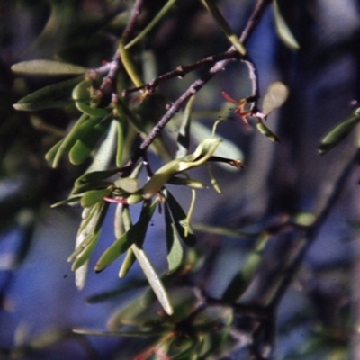 Muellerina bidwillii (Cypress-pine Mistletoe) at Strathnairn, ACT - 25 May 2018 by natureguy