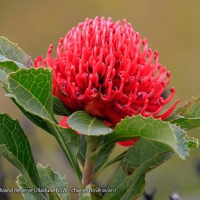 Telopea speciosissima (NSW Waratah) at South Pacific Heathland Reserve - 3 Oct 2017 by CharlesDove