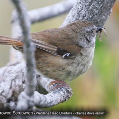 Sericornis frontalis (White-browed Scrubwren) at Ulladulla, NSW - 2 Oct 2017 by Charles Dove