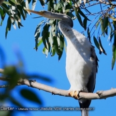 Anhinga novaehollandiae (Australasian Darter) at Undefined - 28 Nov 2017 by Charles Dove