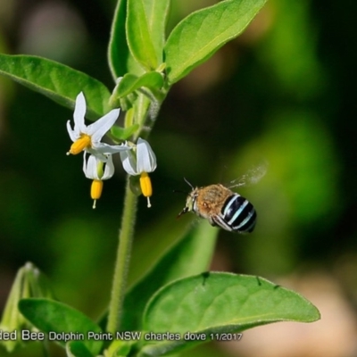 Amegilla sp. (genus) (Blue Banded Bee) at Dolphin Point, NSW - 27 Dec 2017 by CharlesDove