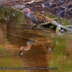 Gallirallus philippensis (Buff-banded Rail) at Burrill Lake, NSW - 26 Nov 2017 by Charles Dove