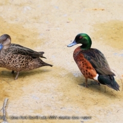Anas castanea (Chestnut Teal) at Burrill Lake, NSW - 29 Nov 2017 by CharlesDove