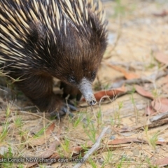 Tachyglossus aculeatus (Short-beaked Echidna) at Conjola Bushcare - 26 Nov 2017 by Charles Dove