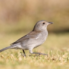 Colluricincla harmonica (Grey Shrikethrush) at Pambula, NSW - 26 May 2018 by Leo