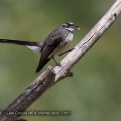 Rhipidura albiscapa (Grey Fantail) at Conjola Bushcare - 28 Nov 2017 by Charles Dove