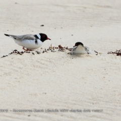 Charadrius rubricollis (Hooded Plover) at Undefined - 25 Nov 2017 by Charles Dove