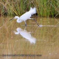 Egretta garzetta (Little Egret) at Burrill Lake, NSW - 28 Nov 2017 by Charles Dove