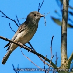 Pachycephala rufiventris (Rufous Whistler) at Meroo National Park - 27 Nov 2017 by Charles Dove