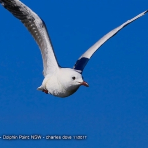Chroicocephalus novaehollandiae at Dolphin Point, NSW - 30 Nov 2017 12:00 AM