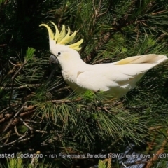 Cacatua galerita (Sulphur-crested Cockatoo) at Undefined - 24 Nov 2017 by CharlesDove