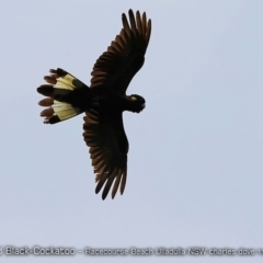 Zanda funerea (Yellow-tailed Black-Cockatoo) at Undefined - 26 Nov 2017 by CharlesDove