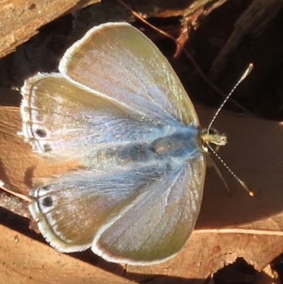 Lampides boeticus (Long-tailed Pea-blue) at Acton, ACT - 24 May 2018 by RobParnell