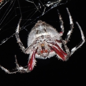 Hortophora transmarina at Bonython, ACT - 7 Mar 2015 09:12 PM