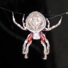 Hortophora transmarina (Garden Orb Weaver) at Bonython, ACT - 15 Apr 2015 by michaelb