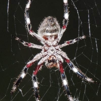 Hortophora transmarina (Garden Orb Weaver) at Conder, ACT - 3 Mar 2015 by michaelb