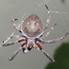 Hortophora transmarina at Conder, ACT - 3 Mar 2015 10:13 PM