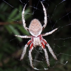 Hortophora transmarina at Conder, ACT - 3 Mar 2015 10:13 PM