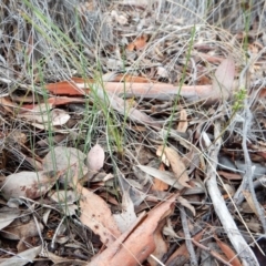 Corunastylis clivicola (Rufous midge orchid) at Cook, ACT - 12 May 2018 by CathB