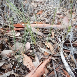 Corunastylis clivicola at Cook, ACT - 12 May 2018