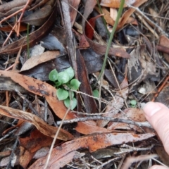 Speculantha rubescens (Blushing Tiny Greenhood) at Cook, ACT - 12 May 2018 by CathB