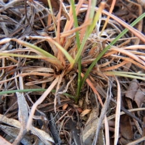 Diuris sp. (hybrid) at Cook, ACT - suppressed