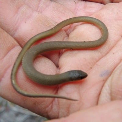 Delma inornata (Olive Legless-lizard) at Paddys River, ACT - 25 May 2018 by Philip