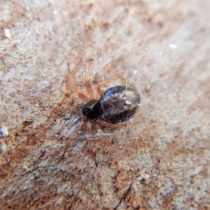 Euryopis umbilicata at Belconnen, ACT - 24 May 2018 04:20 PM