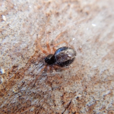 Euryopis umbilicata (Striped tick spider) at Belconnen, ACT - 24 May 2018 by CathB