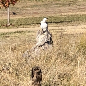 Microcarbo melanoleucos at Phillip, ACT - 27 May 2018