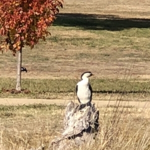 Microcarbo melanoleucos at Phillip, ACT - 27 May 2018