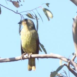 Ptilonorhynchus violaceus at Deakin, ACT - 26 May 2018